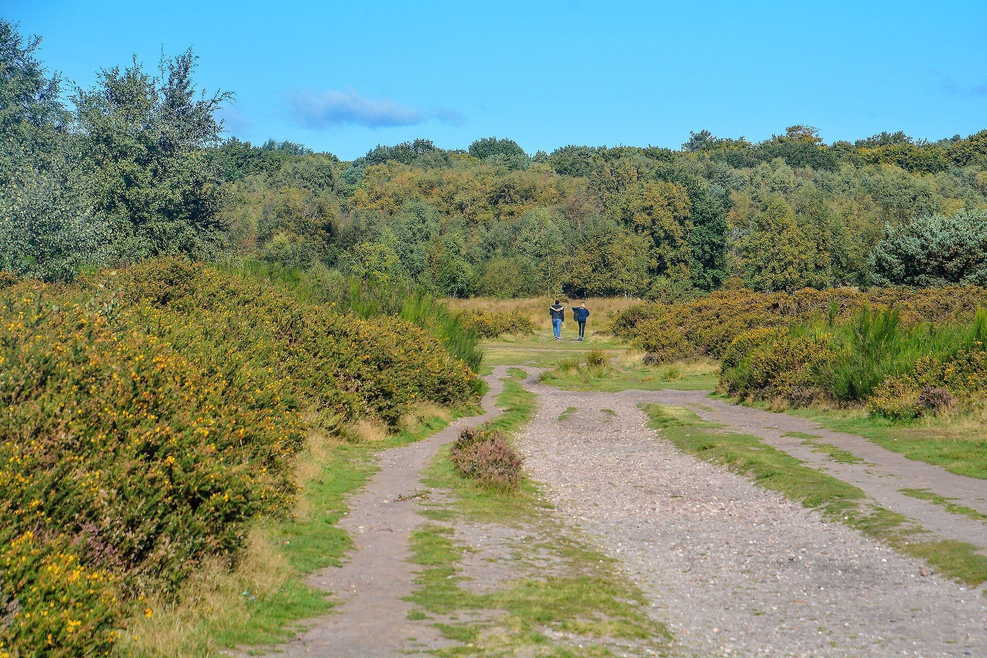 A heathland path in Sutton Park, Birmingham