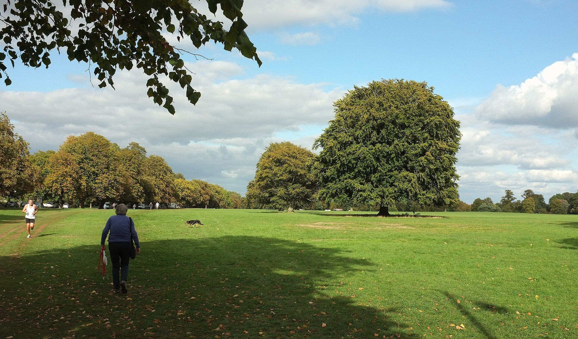 A dog walker crossing the grass on Durdham Down, Bristol