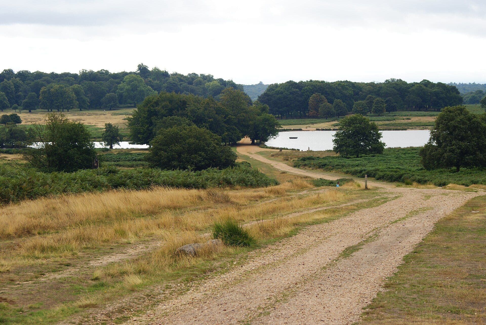 A gravel track and pond in Richmond Park, London